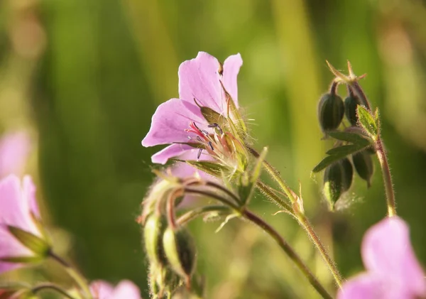 Vahşi Sardunya çiçeği — Stok fotoğraf
