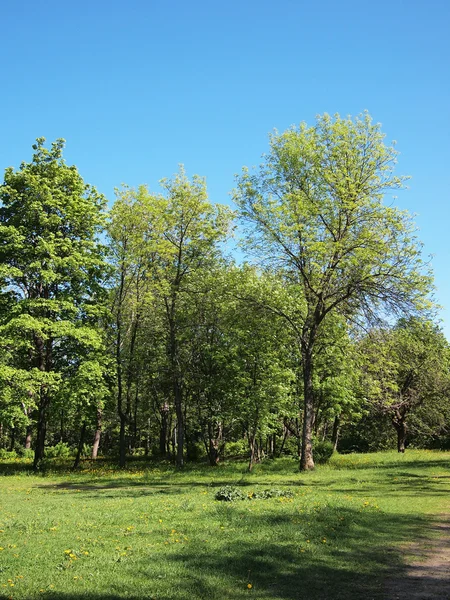 Parque de verano, árboles — Foto de Stock