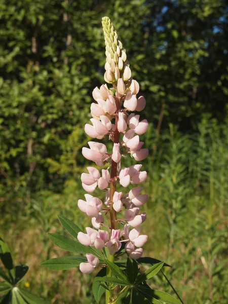 Large frisésallat lupiner i gräs — Stockfoto