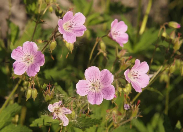 Wild Geranium Flower — Stock Photo, Image