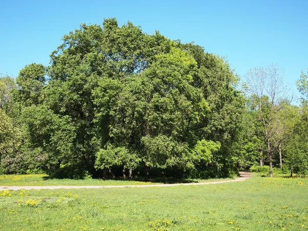 Sommerpark, Bäume — Stockfoto