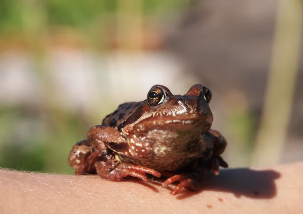 Foto van een kikker zittend op een hand — Stockfoto