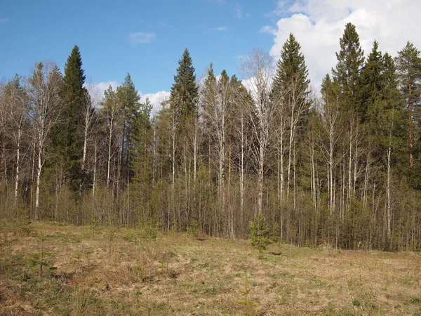 Lasu — Zdjęcie stockowe