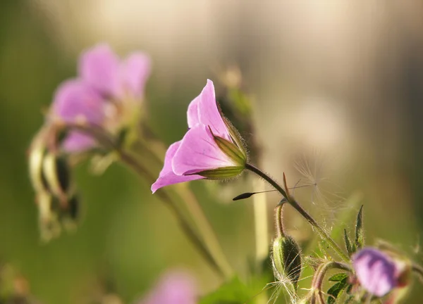 Vilda geranium blomma — Stockfoto