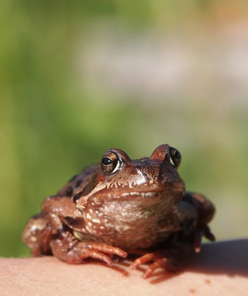 Photo d'une grenouille assise sur une main — Photo