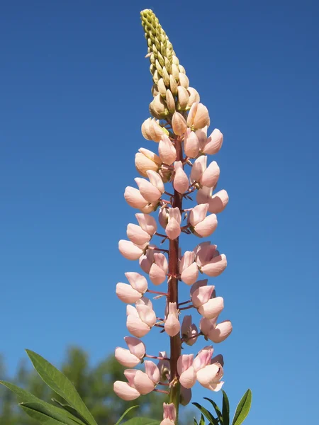 Velkolisté lupiny — Stock fotografie