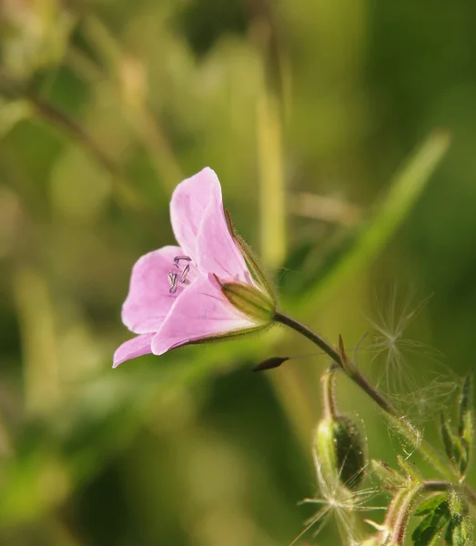 Vilda geranium blomma — Stockfoto