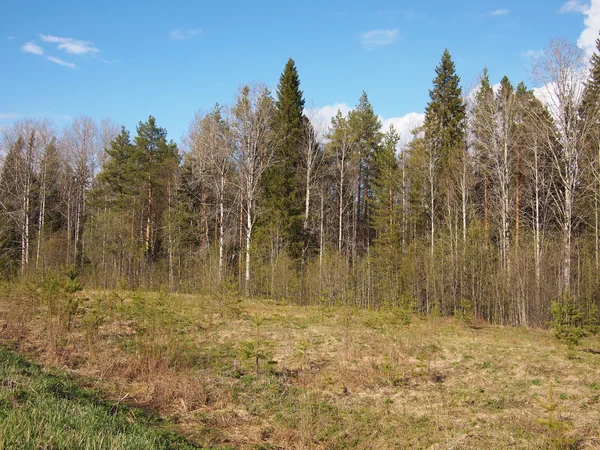 Forest Spring — Stock Photo, Image