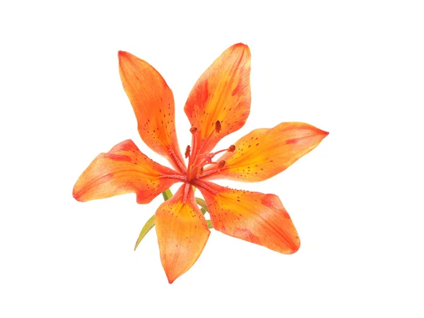 Fresco bel fiore di giglio d'arancio isolato — Foto Stock