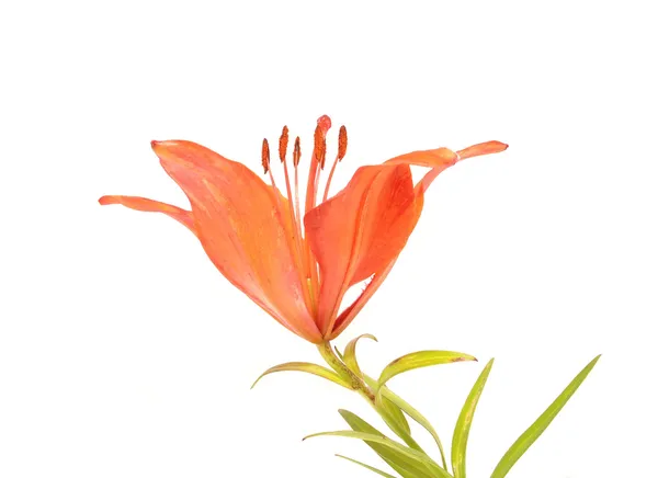 Flor de flor de lírio laranja bonito fresco isolado — Fotografia de Stock