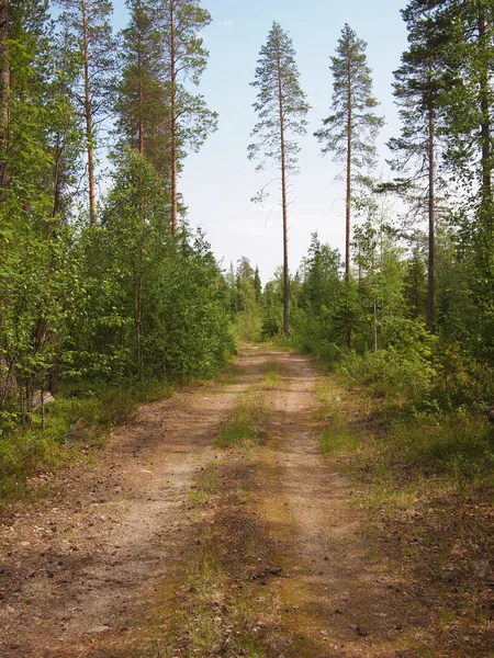 La strada nel bosco — Foto Stock