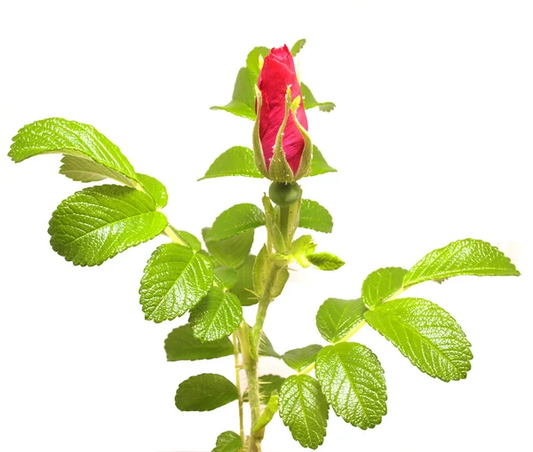 Wilde Rose Blume auf weißem Hintergrund — Stockfoto