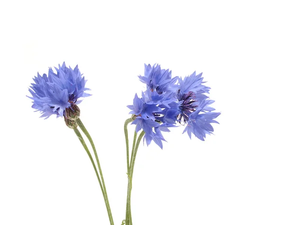 Buquê de flores de milho isolado no fundo branco — Fotografia de Stock