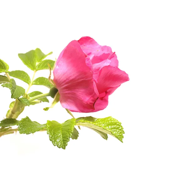 Flor de rosa salvaje sobre un fondo blanco — Foto de Stock