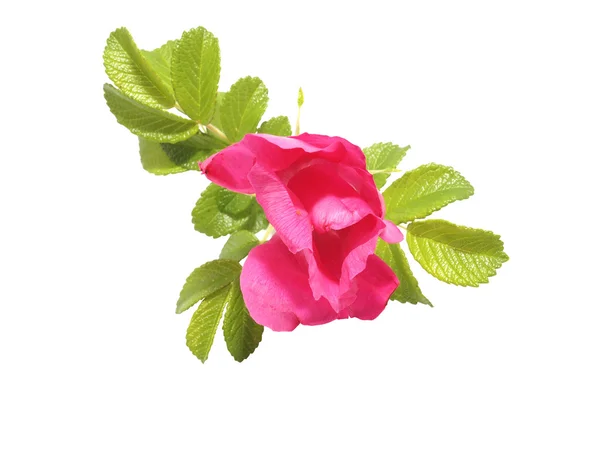 Flor de rosa salvaje sobre un fondo blanco — Foto de Stock