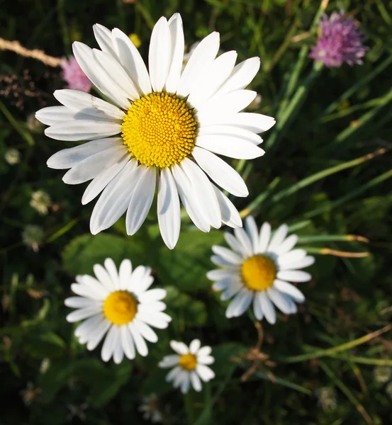 Feldblumen und Kamille — Stockfoto