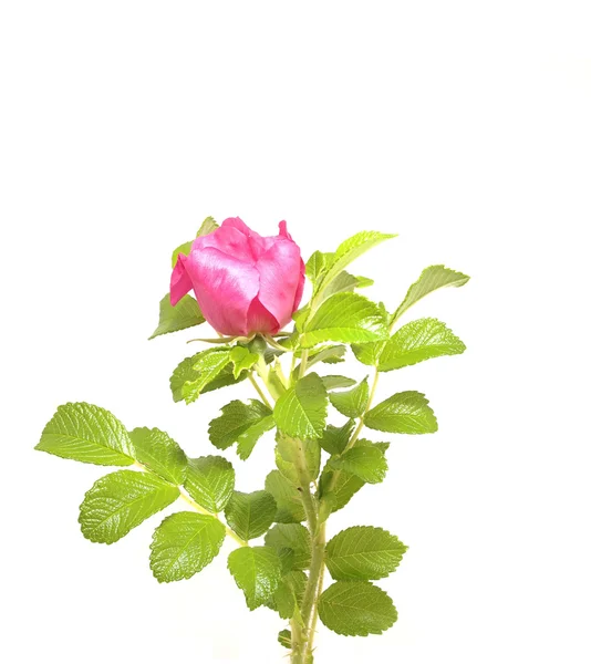 Rosa selvagem flor em um fundo branco — Fotografia de Stock