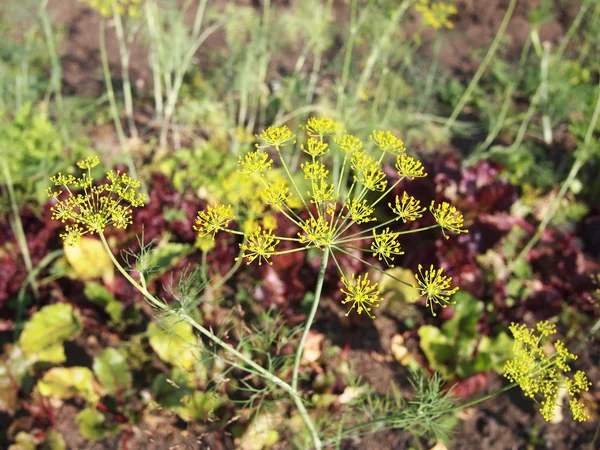 Aneto fioritura con fiori gialli in estate — Foto Stock