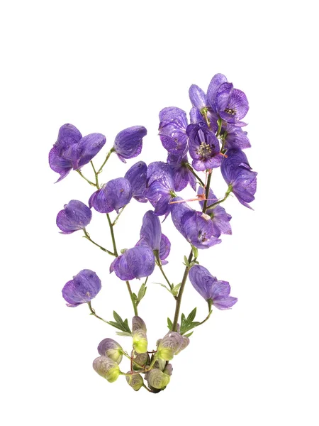 Aconitum napellus sobre fundo branco — Fotografia de Stock