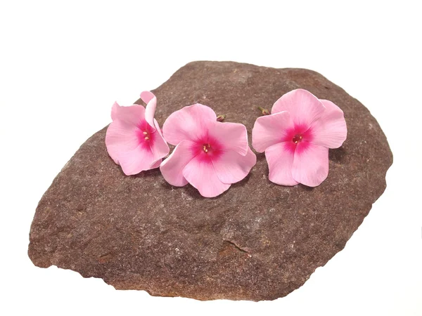 Flowers on the stone — Stock Photo, Image
