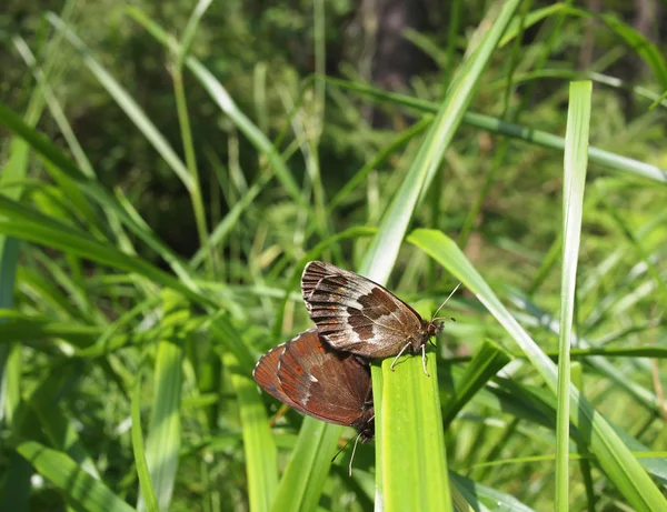 Motyl na trawie — Zdjęcie stockowe