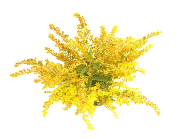 Blooming goldenrod planta isolada no fundo branco — Fotografia de Stock