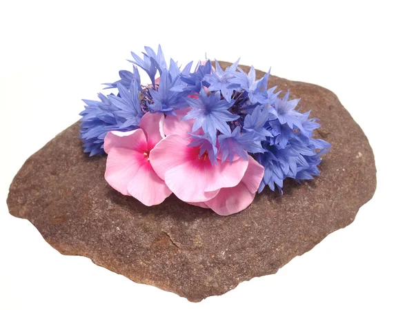 Flowers on the stone — Stock Photo, Image