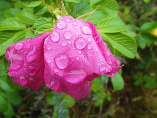 バラの花 (ロサ ・ カニナ) — ストック写真
