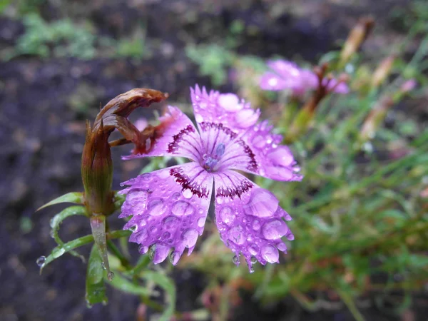 Rosa blommor — Stockfoto