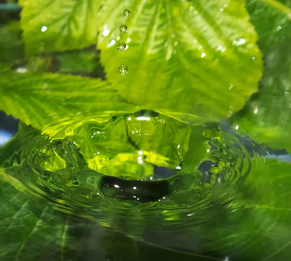 Kropla wody deszczowej — Zdjęcie stockowe