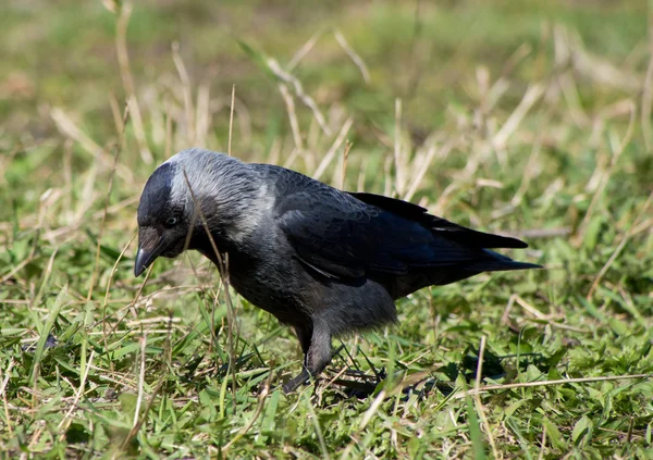 Küçük karga — Stok fotoğraf