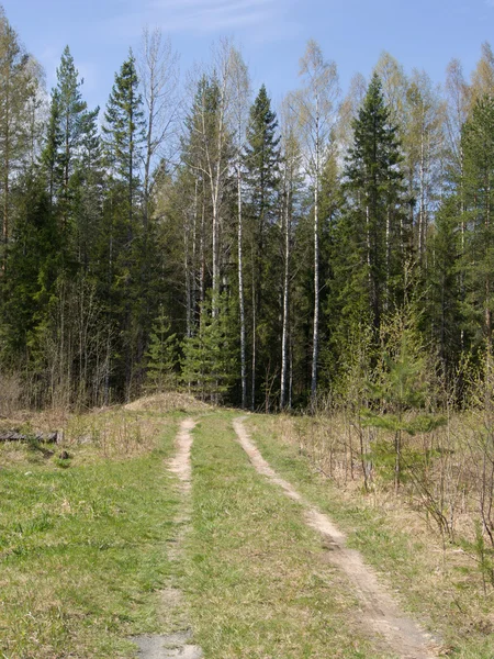 Strada forestale — Foto Stock