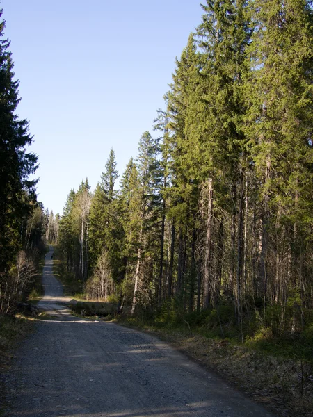 Camino forestal — Foto de Stock