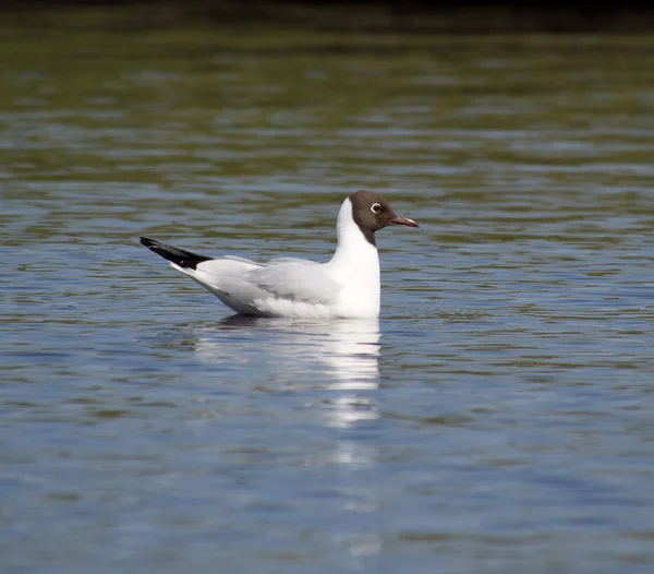 Fiskmås på sjön — Stockfoto