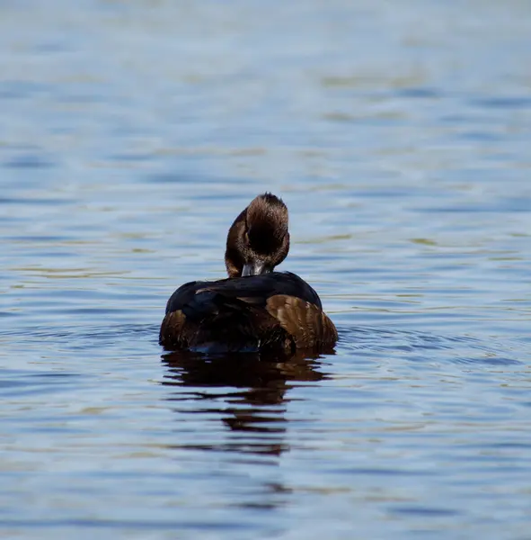 Canard touffu — Photo