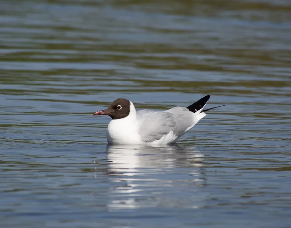 Gaivota no lago — Fotografia de Stock