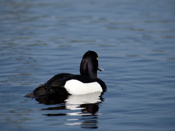 Kuifeend — Stockfoto