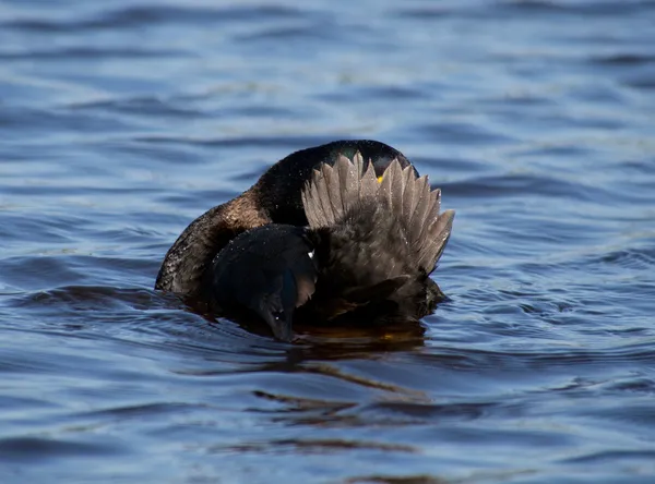 Tufted Duck unusual brush — Stock Photo, Image