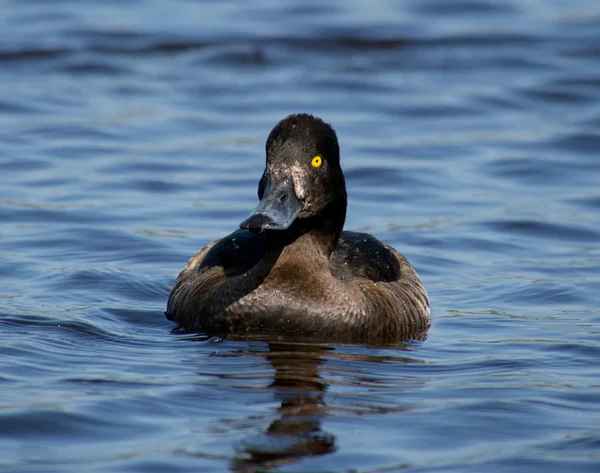Tufted Duck — Stock Photo, Image