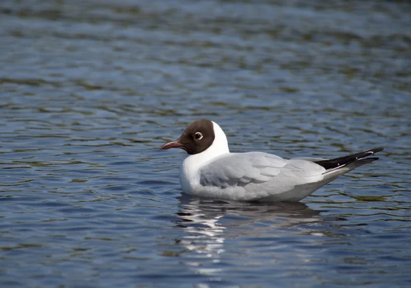 Seagull on the lake — Stock Photo, Image