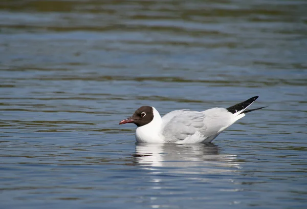 Mouette sur le lac — Photo