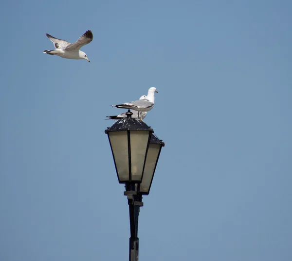 Gaviotas en la linterna —  Fotos de Stock