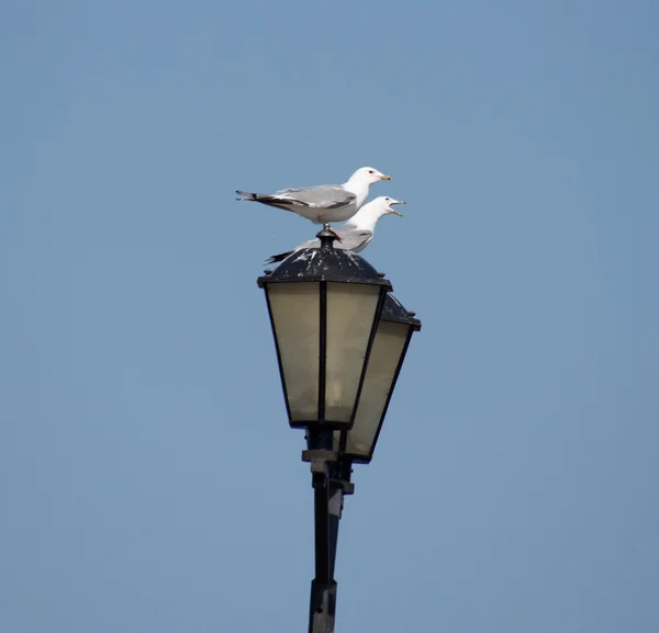 Möwen auf Laterne — Stockfoto