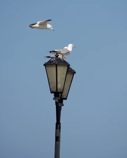 Möwen auf Laterne — Stockfoto