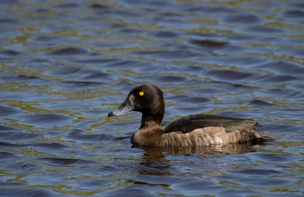 Canard touffu — Photo