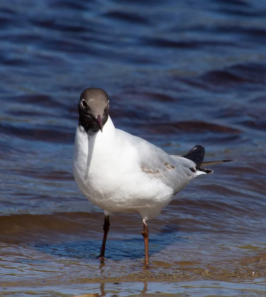 Seagull — Stock Photo, Image