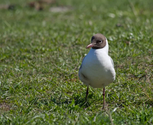 Gaivota — Fotografia de Stock