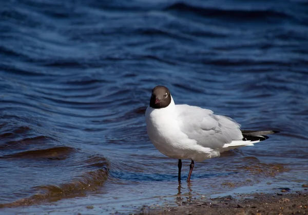 Gaviota — Foto de Stock