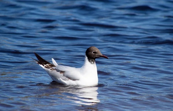 Gaivota — Fotografia de Stock