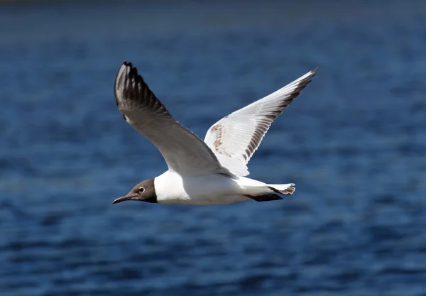 Gaviota — Foto de Stock